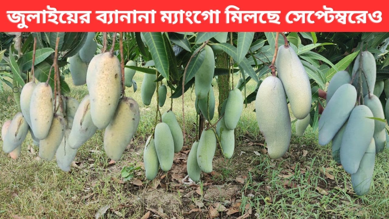 ব্যানানা ম্যাংগো সেপ্টেম্বরেও মিলছে পোরশার আম বাগানে।। Off Season Banana Mango
