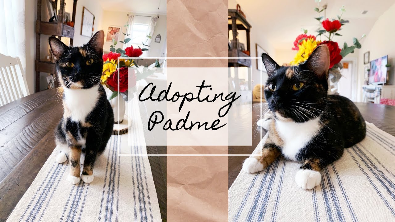 Adopting a Special Needs Shelter Cat | Padme's Story | Holly Rawls