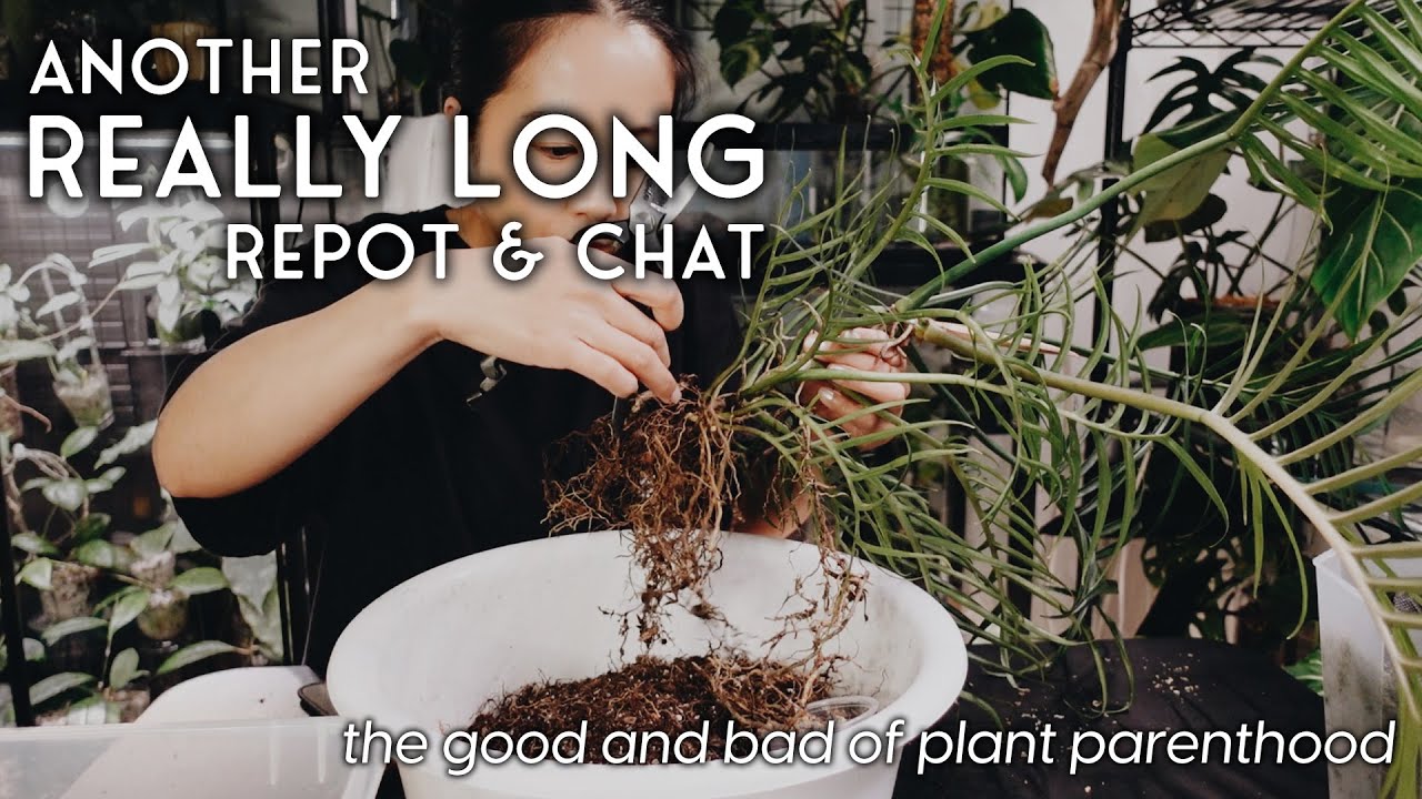 2.5 hrs of repot & chat #11 / repotting some of my fave plants - the good + bad of plant parenthood