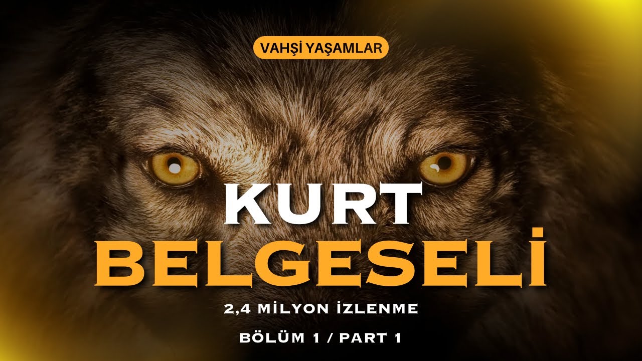 Kurtların Vadisi YELLOWSTONE - 1.  B&ouml;l&uuml;m - Kurt Belgeseli #yellowstone #kurt #kurtlarvadisi