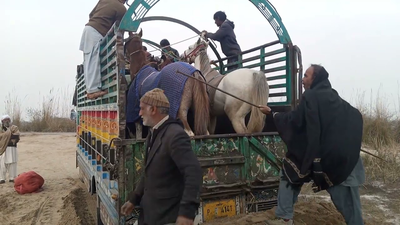 8 horses in truck/horse loaded in truck/how to horse loaded/tent pegging horse👇👇🌷👇👇