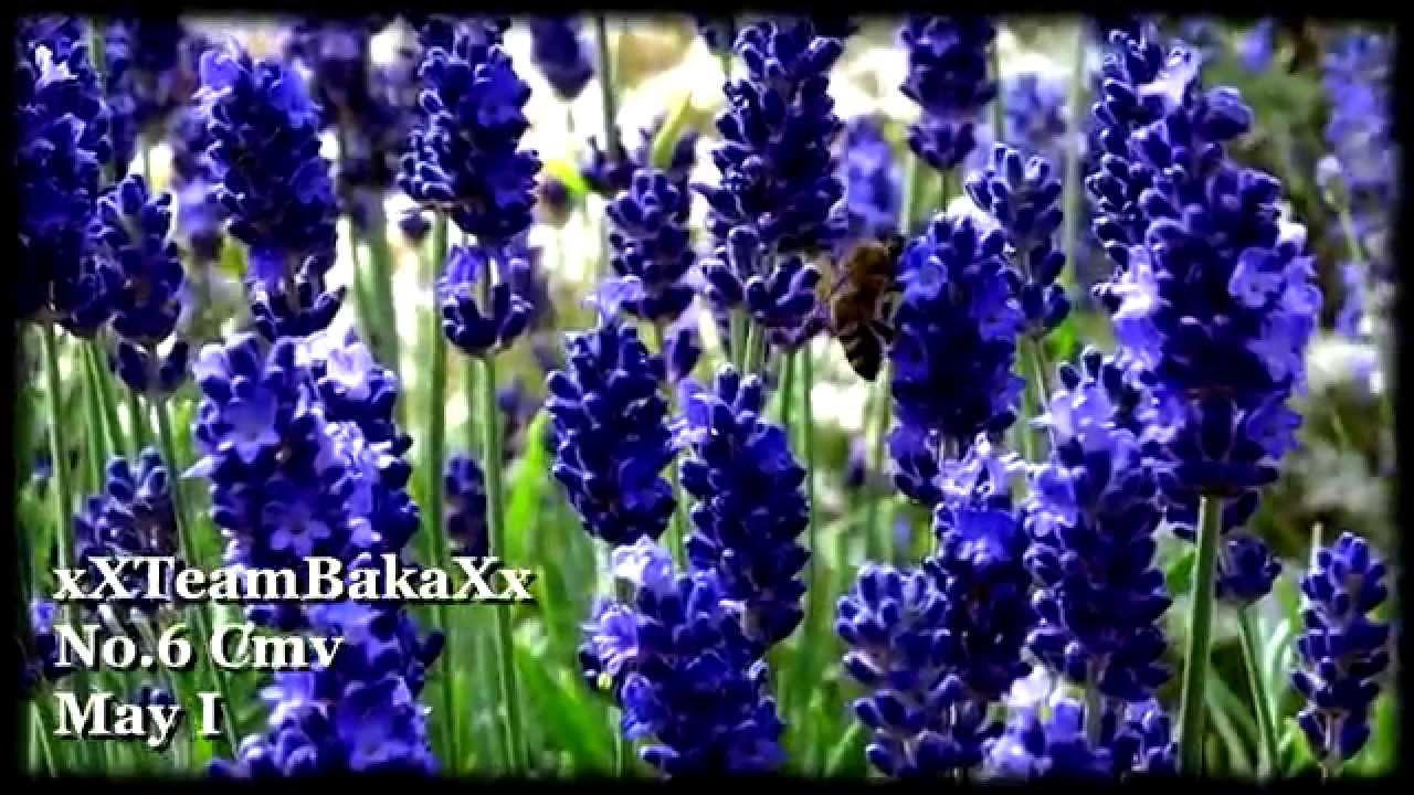 No.6 CMV -May I-