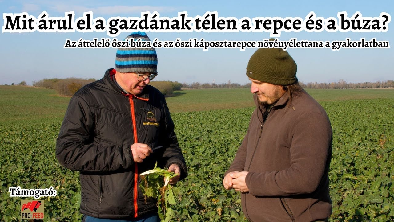 Mi befolyásolja a termést? Mit árul el a repce és a búza a télen? - Áttelelő növényeink élettana