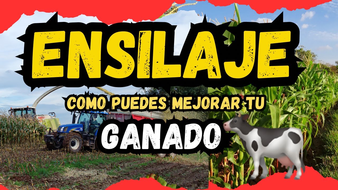DKsilos: Nutricion para tu GANADO con Ensilaje de Ma&iacute;z de Alta Calidad