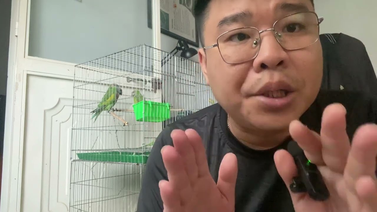 Cách chọn vẹt ngực hồng ít bị lầm với đầu xám và đầu hồng và các loại vẹt khác 