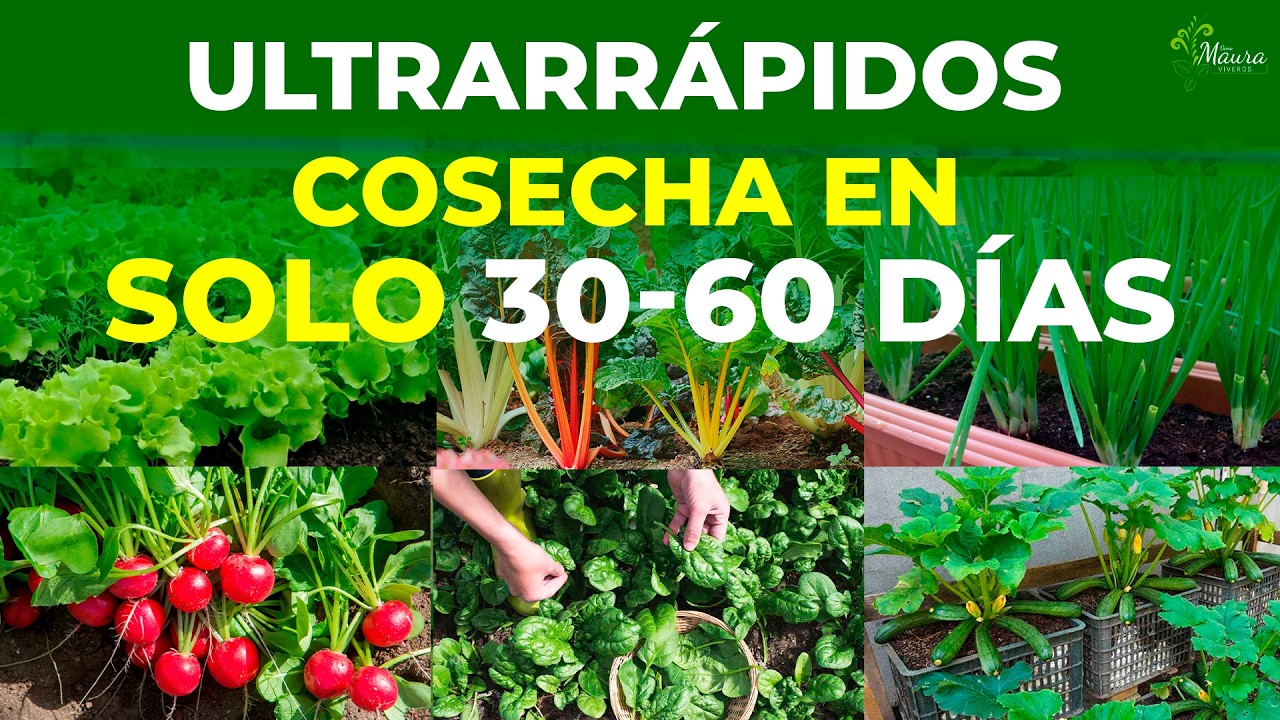 10 PLANTAS que puedes COSECHAR en menos de 30 - 60 días Ultrarrápido | Fáciles y productivos