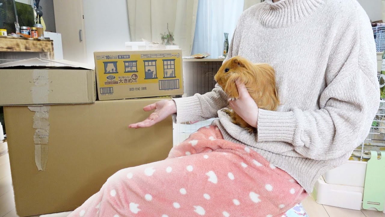 生き物多頭飼育者のお買い物はいくらなのか