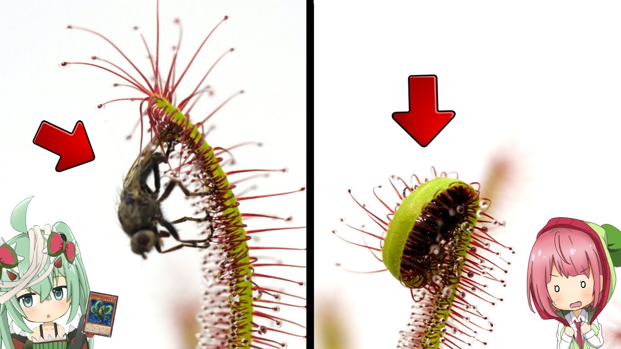 【タイムラプス】ハエが食虫植物の触手に捕まって消化される瞬間が怖すぎる！アフリカナガバモウセンゴケ VS ハエ【食虫植物TV】