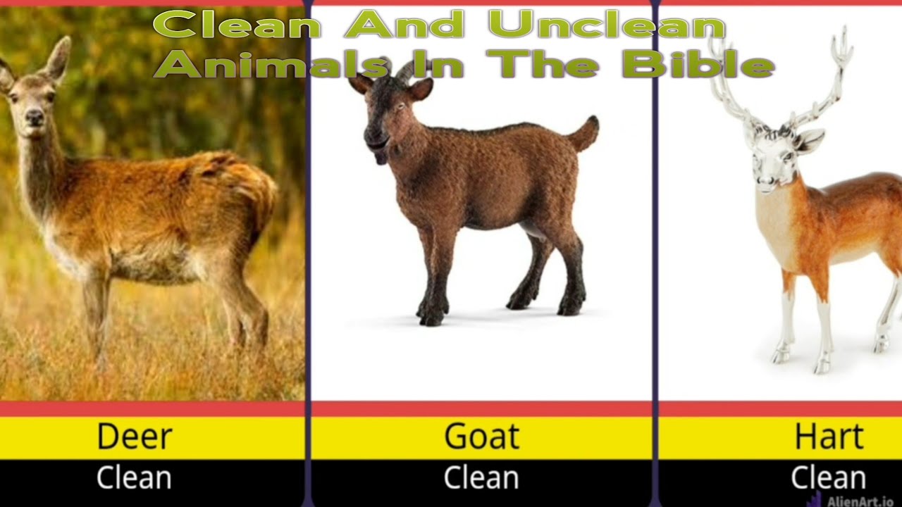 Clean And Unclean Animals Meat In Chritianity || Clean And Unclean Animals In Bible