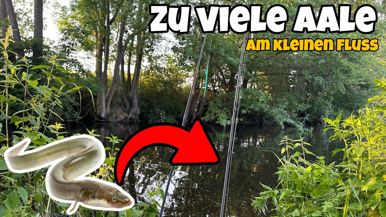 Aal Angeln am kleinen Fluss - Erfolgreich Aale im Minutentakt fangen 😱 | Tipps & Tricks 2025