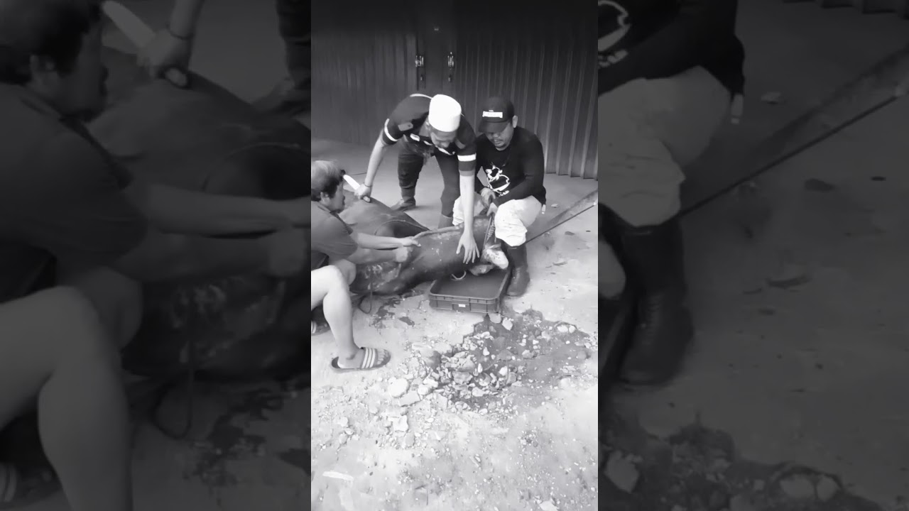 Sembelih Sapi Qurban 2025 M / 1446 H Musholla Baiturrakhim Mojo #sapi #qurban #sembelih #iduladha