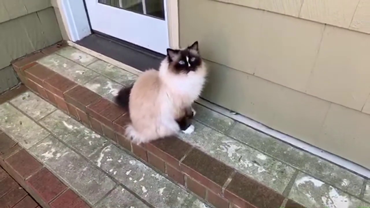 Beautiful September Day Outside with Ragdoll Cats Charlie and Trigg