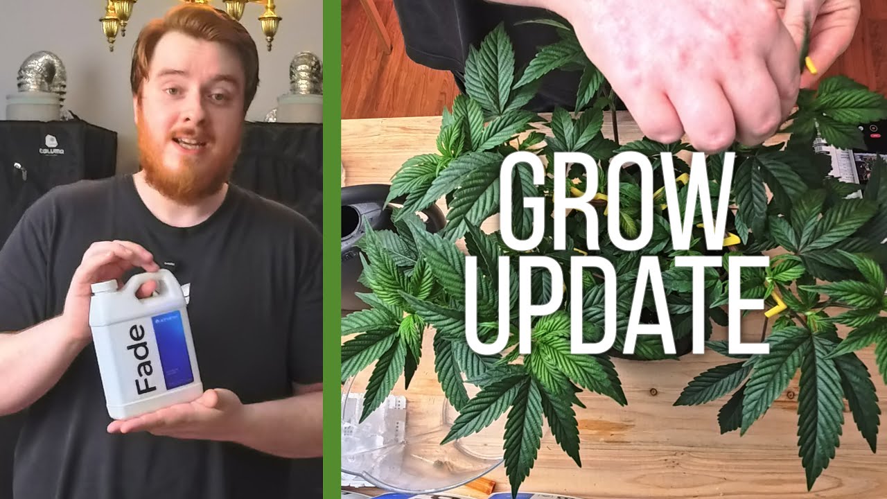 Grow Update 3: LST und Flushen