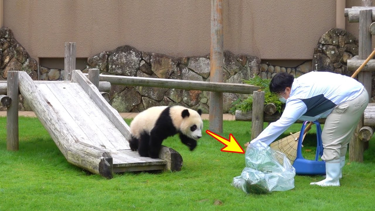 Baby panda Fuhin  bullfighting, high-speed rush