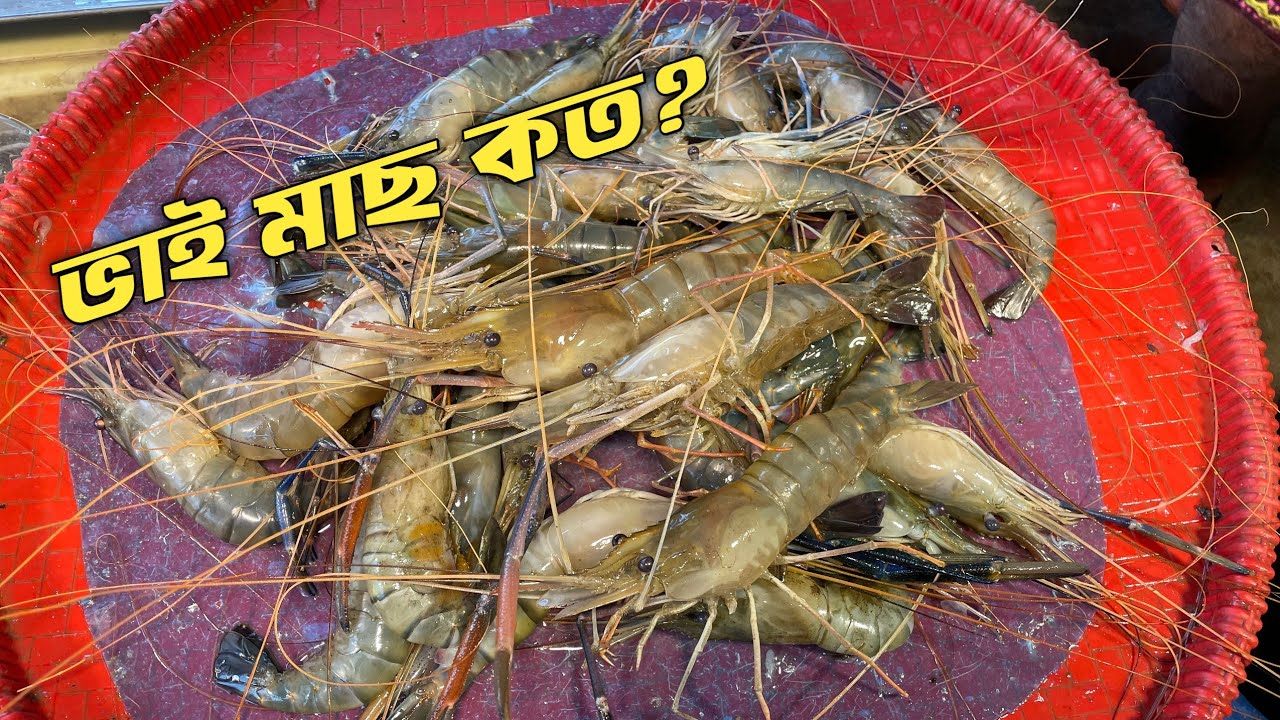 চিত্রালী মাছ বাজার।বিশাল সাইজের চিংড়ি ও কাতলা মাছ। BANGLADESH FISH MARKET 