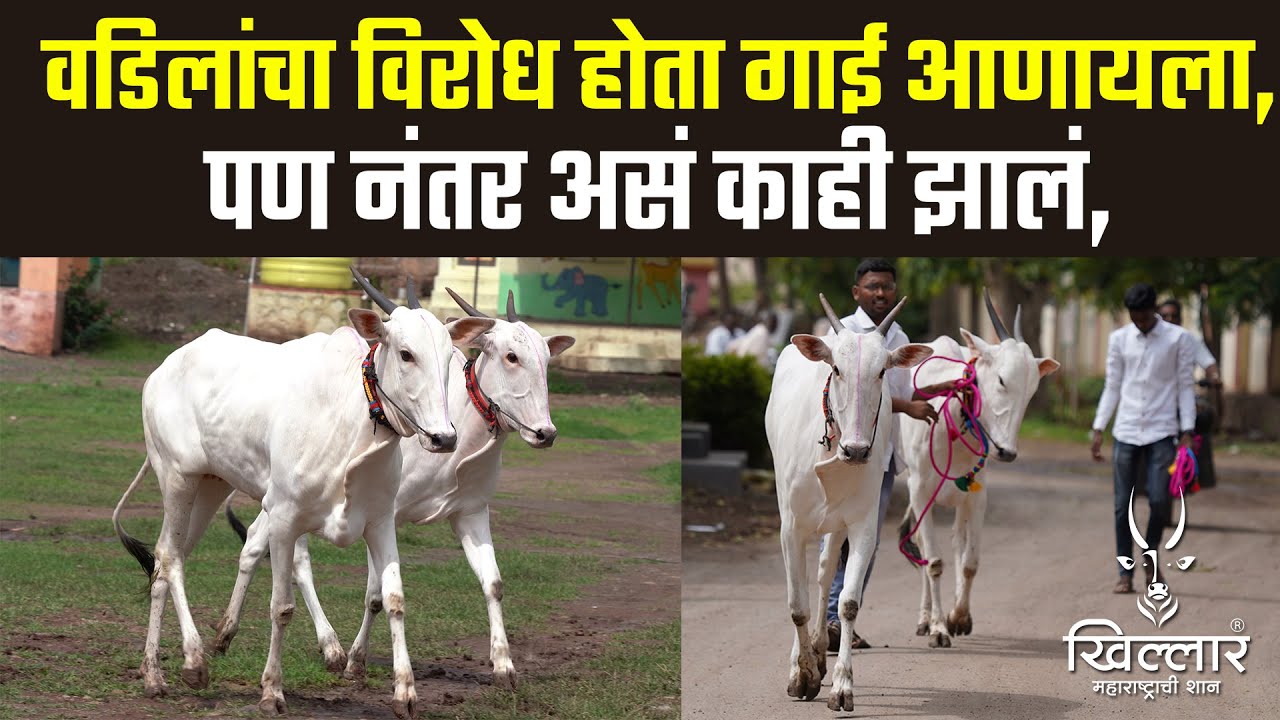 वडिलांचा विरोध होता गाई आणायला, पण नंतर असं काही झालं-तुषार जिते | Khillar Maharashtrachi Shaan 2023