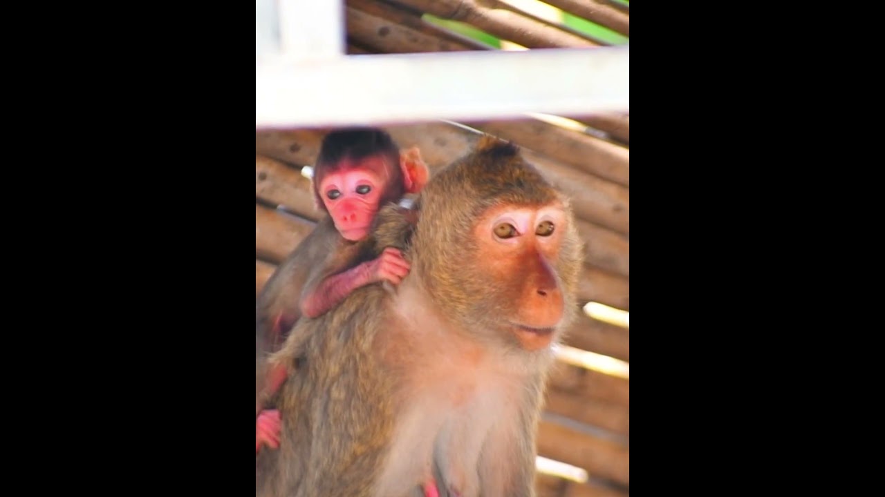 Newly Baby Very Active Hug Mom