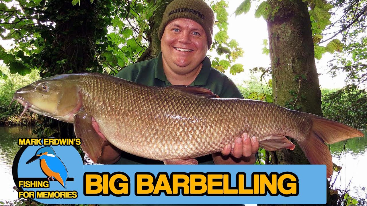 Barbel Fishing - Link legering for specimen barbel (Video 70)
