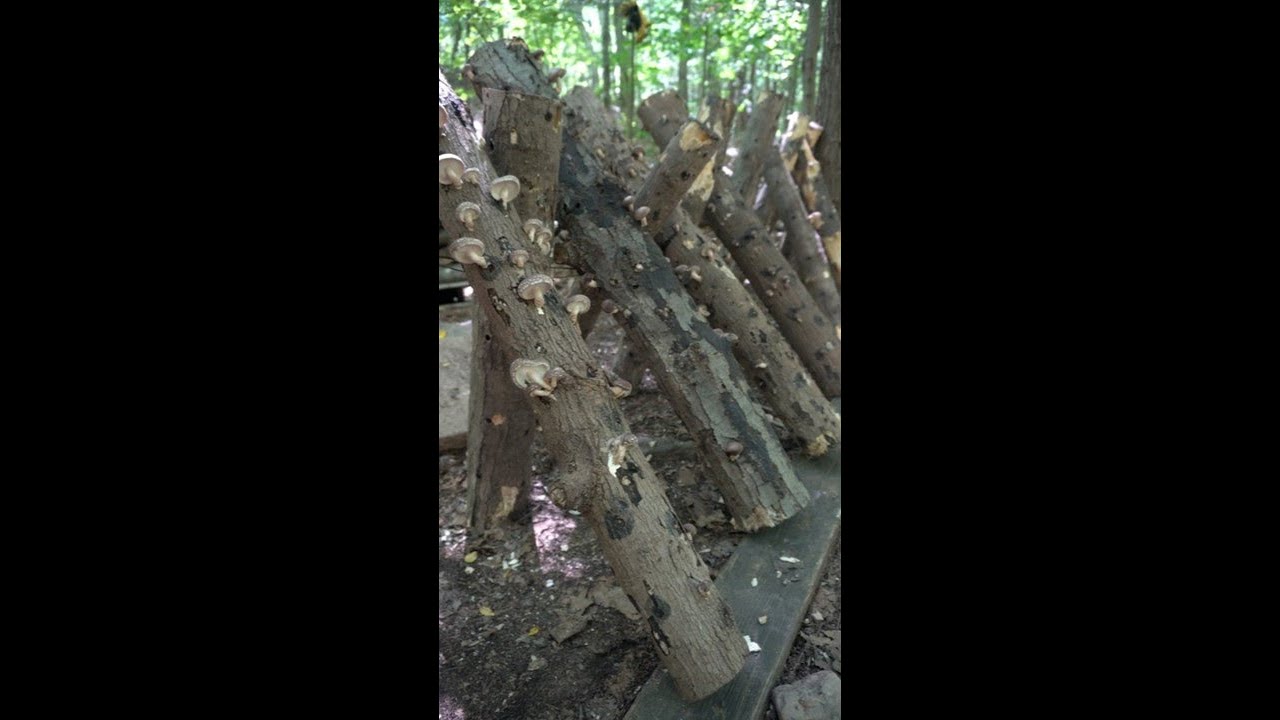 Grow Your Own Shiitake Mushrooms