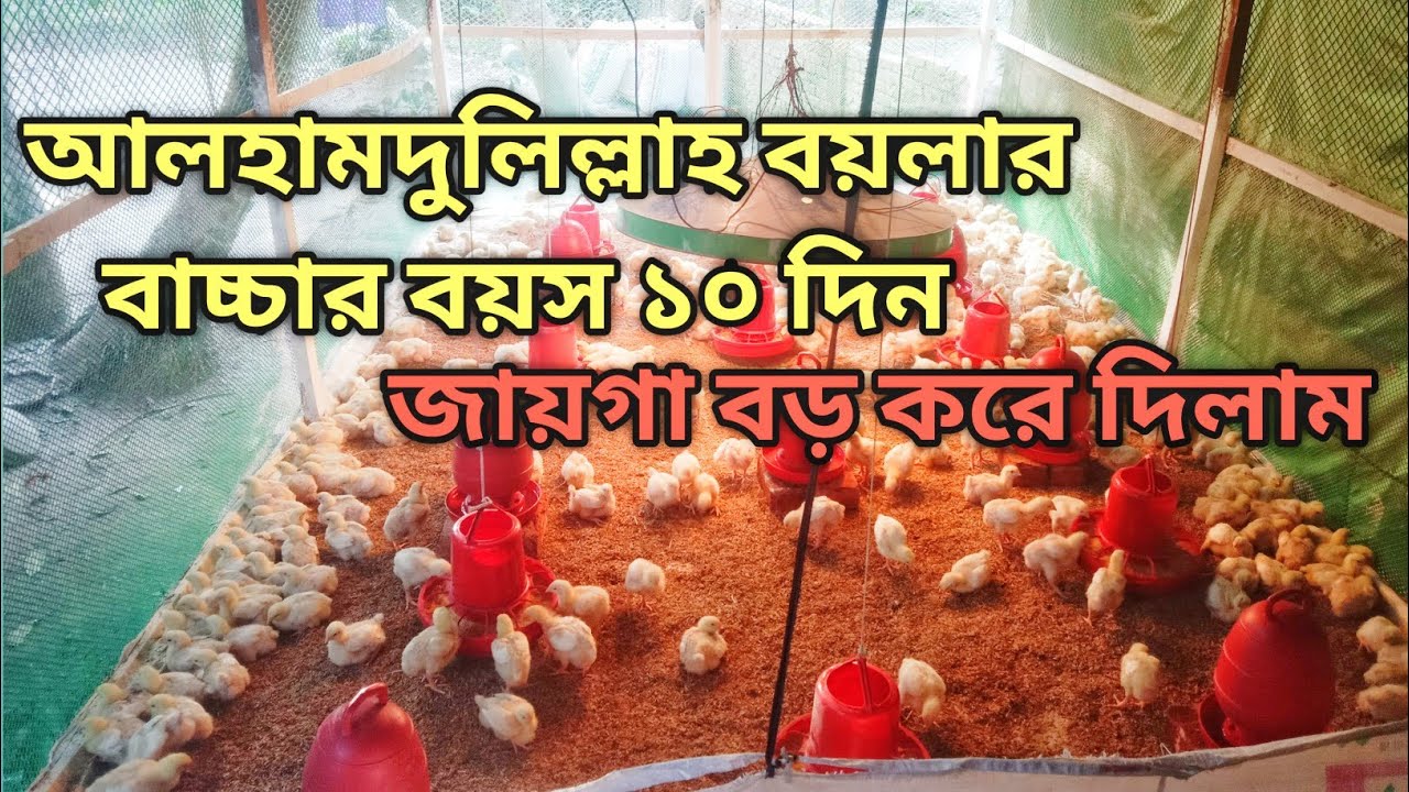আলহামদুলিল্লাহ বয়লার বাচ্চার বয়স ১০ দিন জায়গা বড় করে দিলাম