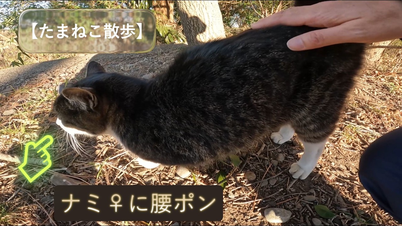 【たまねこ散歩】2026.01.12③～ナミ♀に腰ポン～