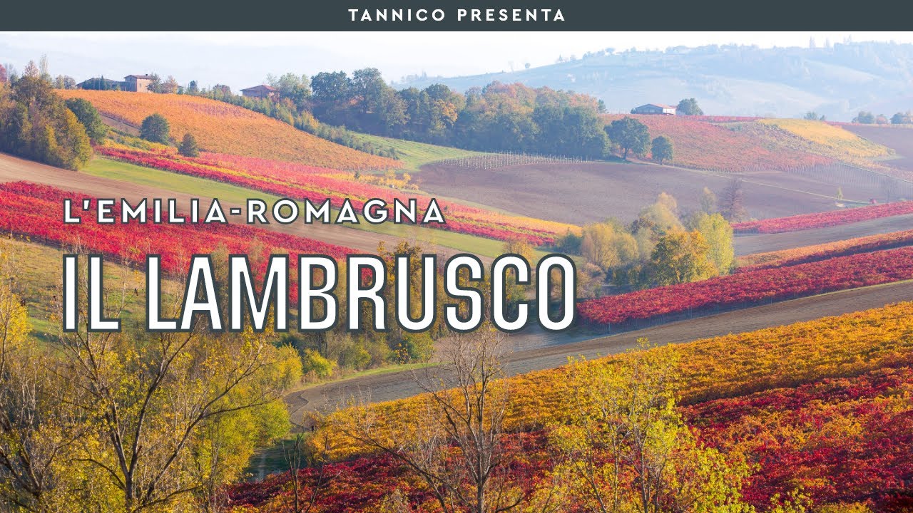 Il Lambrusco l&rsquo;anima dell'Emilia | Tannico Flying School