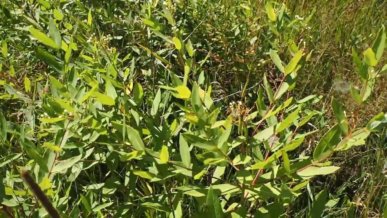 Common Dogbane