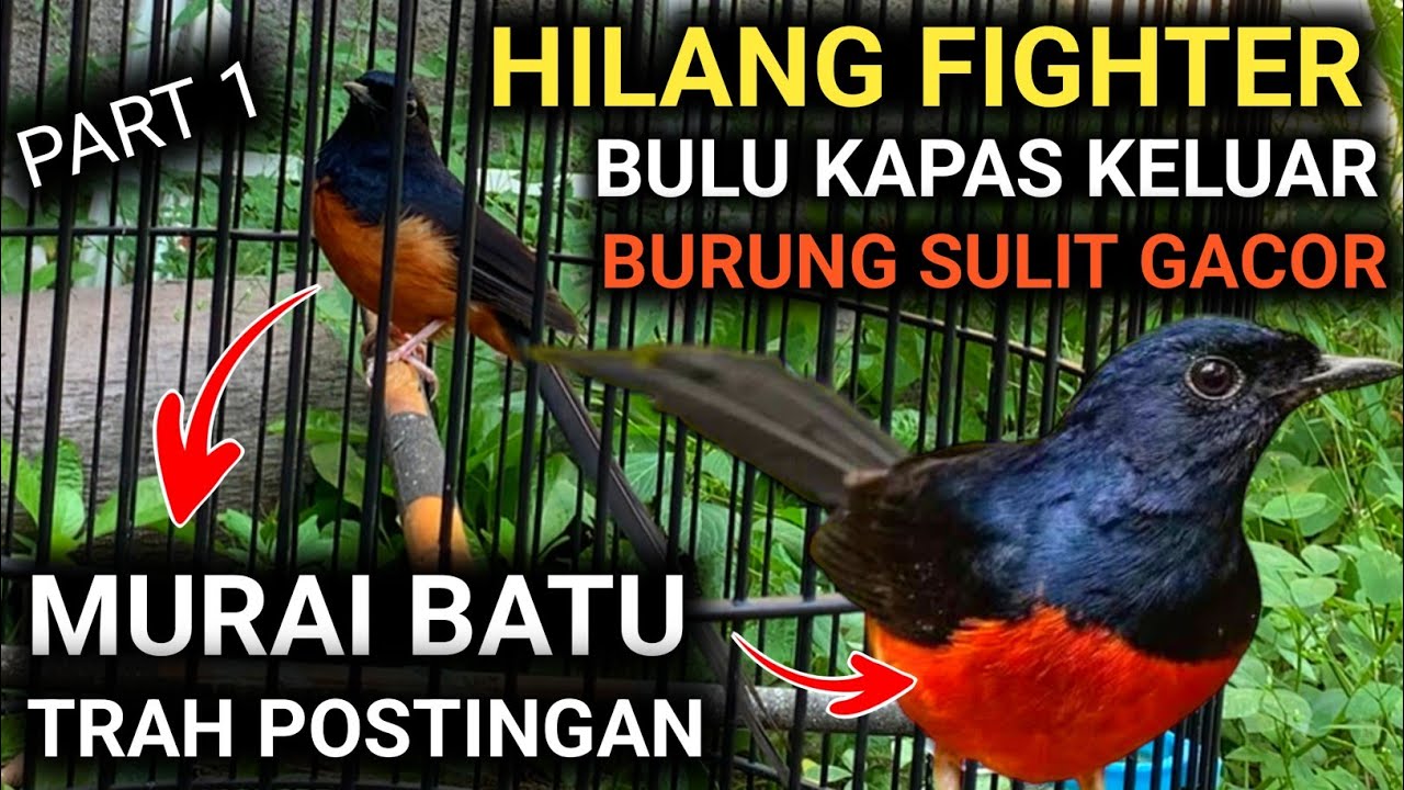 CARA MERAWAT MURAI BATU TRAH POSTINGAN AGAR MURAI BATU GACOR FULL MATERI