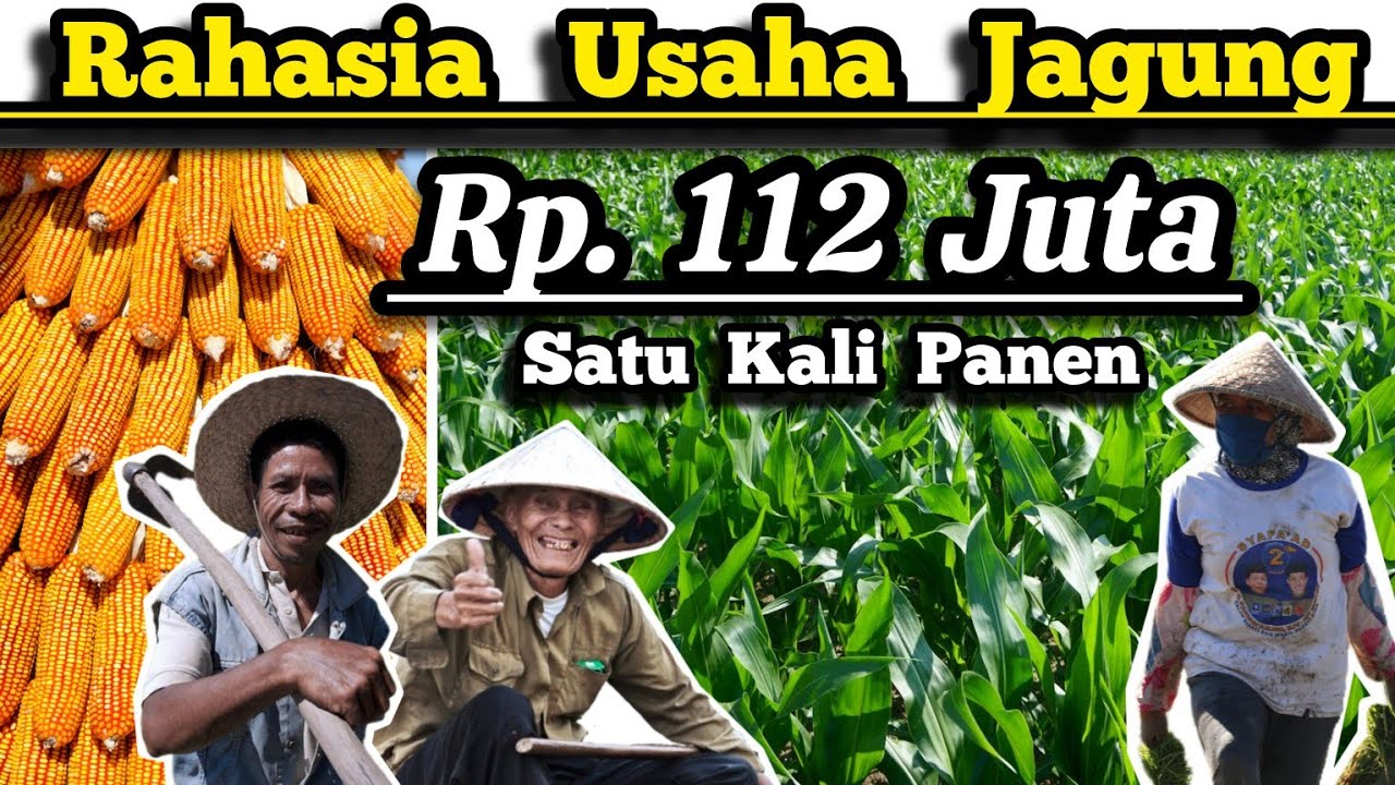 💸 Untung Rp.112 Juta Satu Kali Panen 🌽 Hitungan Usaha Bisnis Budidaya Jagung Hibrida Lahan 1 Hektar🌽