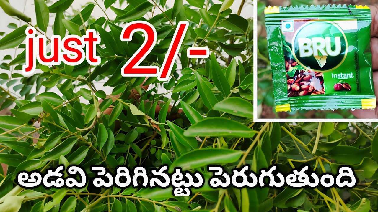 2 రూ ల తో ఎండిపోయే కరివేపాకు మొక్క పచ్చగా మారుతుంది |#how |Curry leaf plant #fertilizer #summer #tip