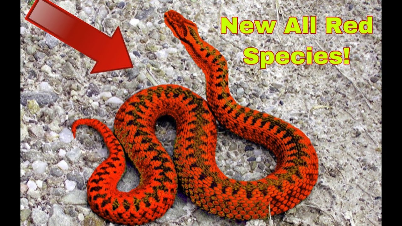 New Triple Red Snake Discovered On Florida Everglades!
