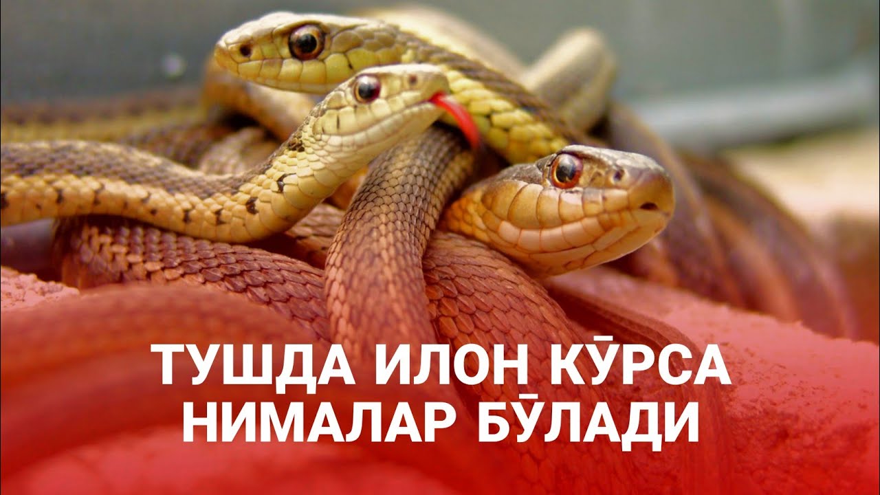 Тушда Илон Кӯрса Нималар Бӯлади! Батафсил Маълумот! ATVUZ