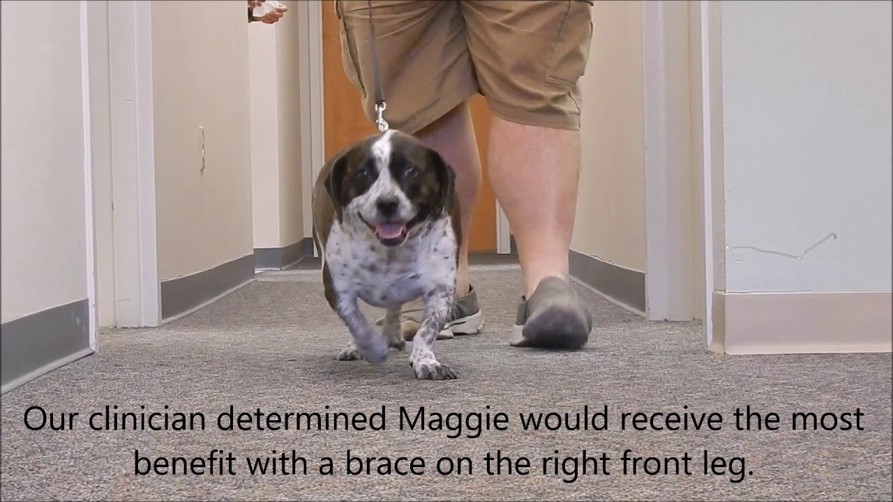 Maggie the Jack Russell/Terrier mix with custom My Pet's Carpal Brace