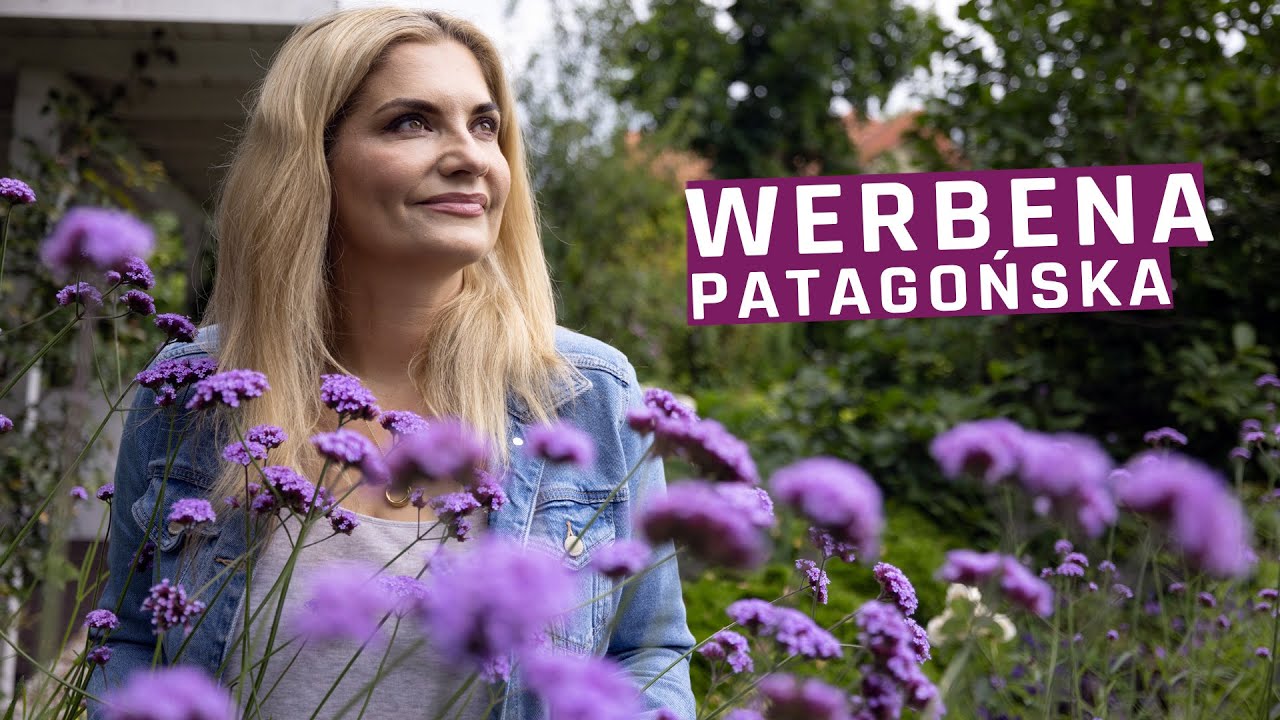 Werbena patagońska - cudowna roślina do ogrodu - idealna dla początkujących!