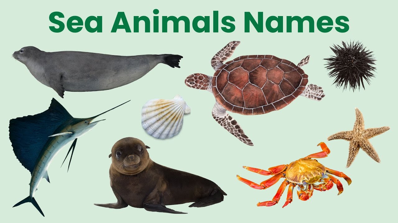 Sea Animals Names in English with Pictures | Learn Ocean Creatures for Kids
