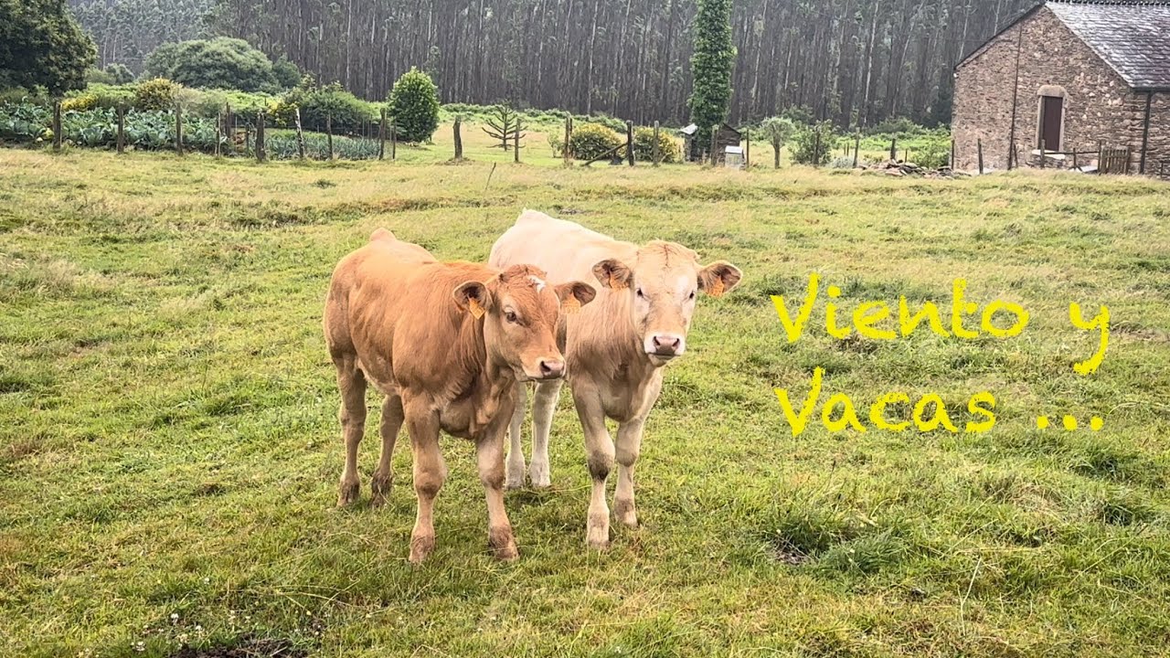 Camino del Norte (junio y julio 2025) Etapa 28 Gontan - Vilalba