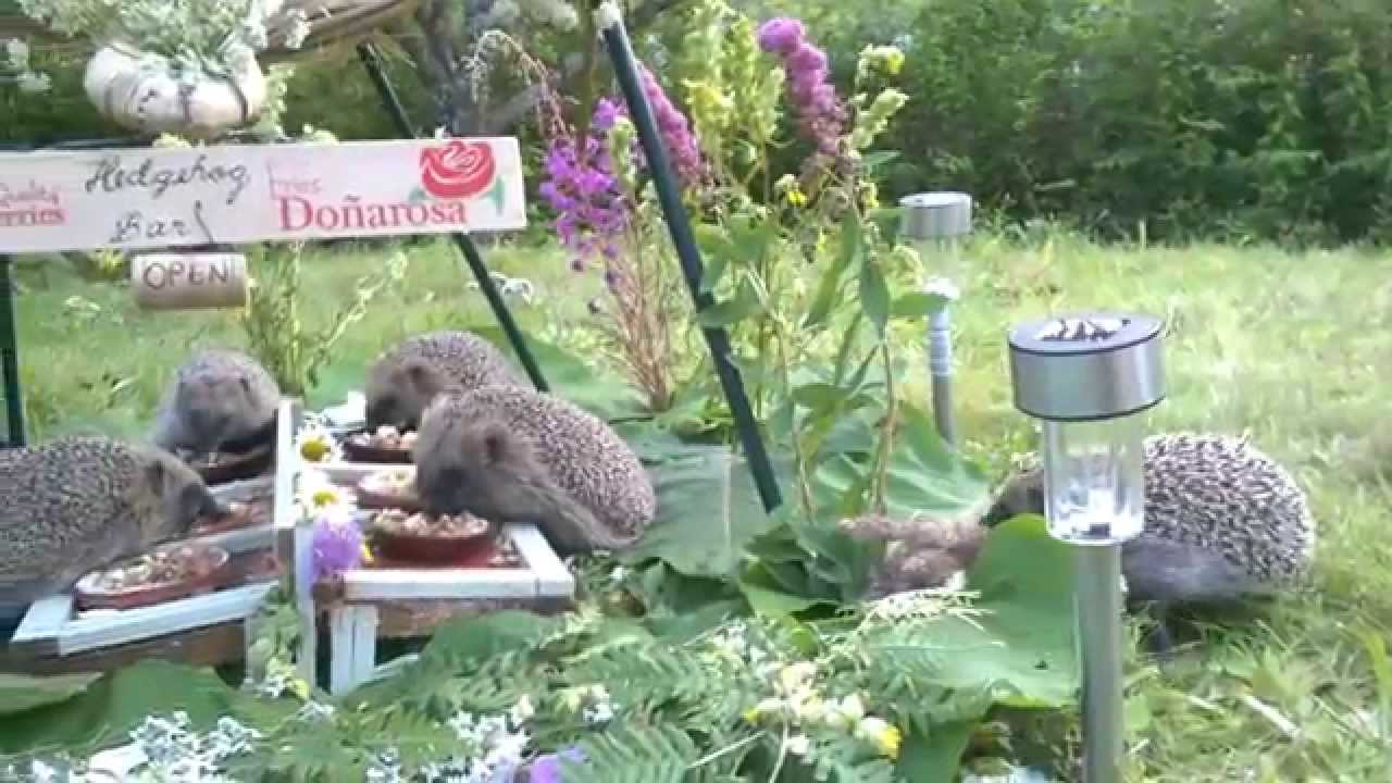 Siilibaari | Hedgehog Bar | Kukin tulee tyylillään