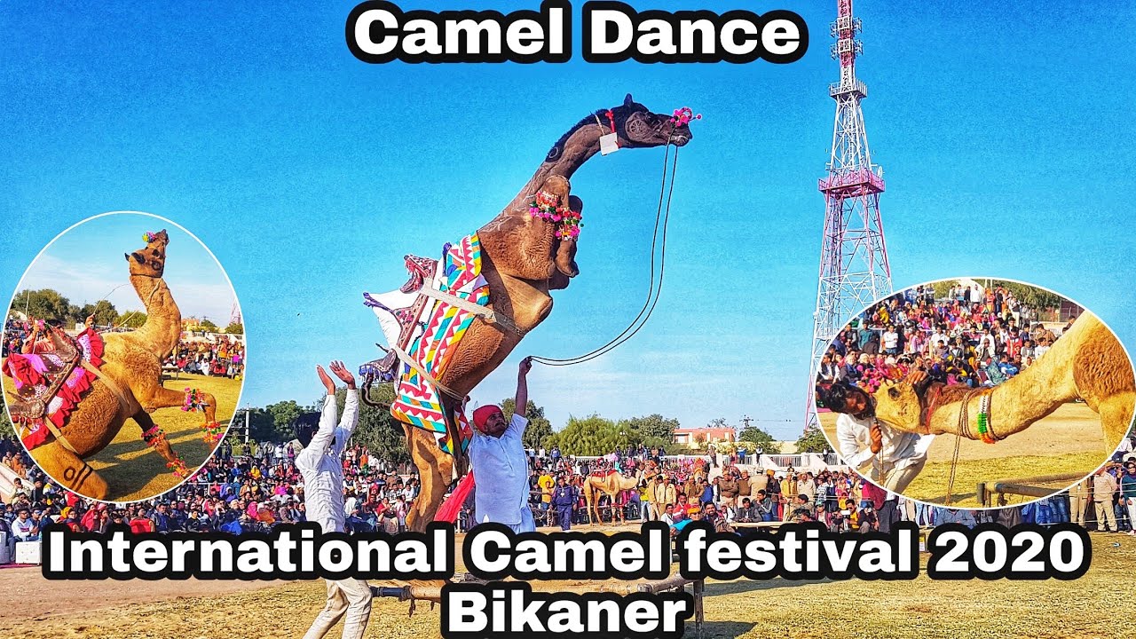 International Camel festival 2020 Bikaner /Camel Dance