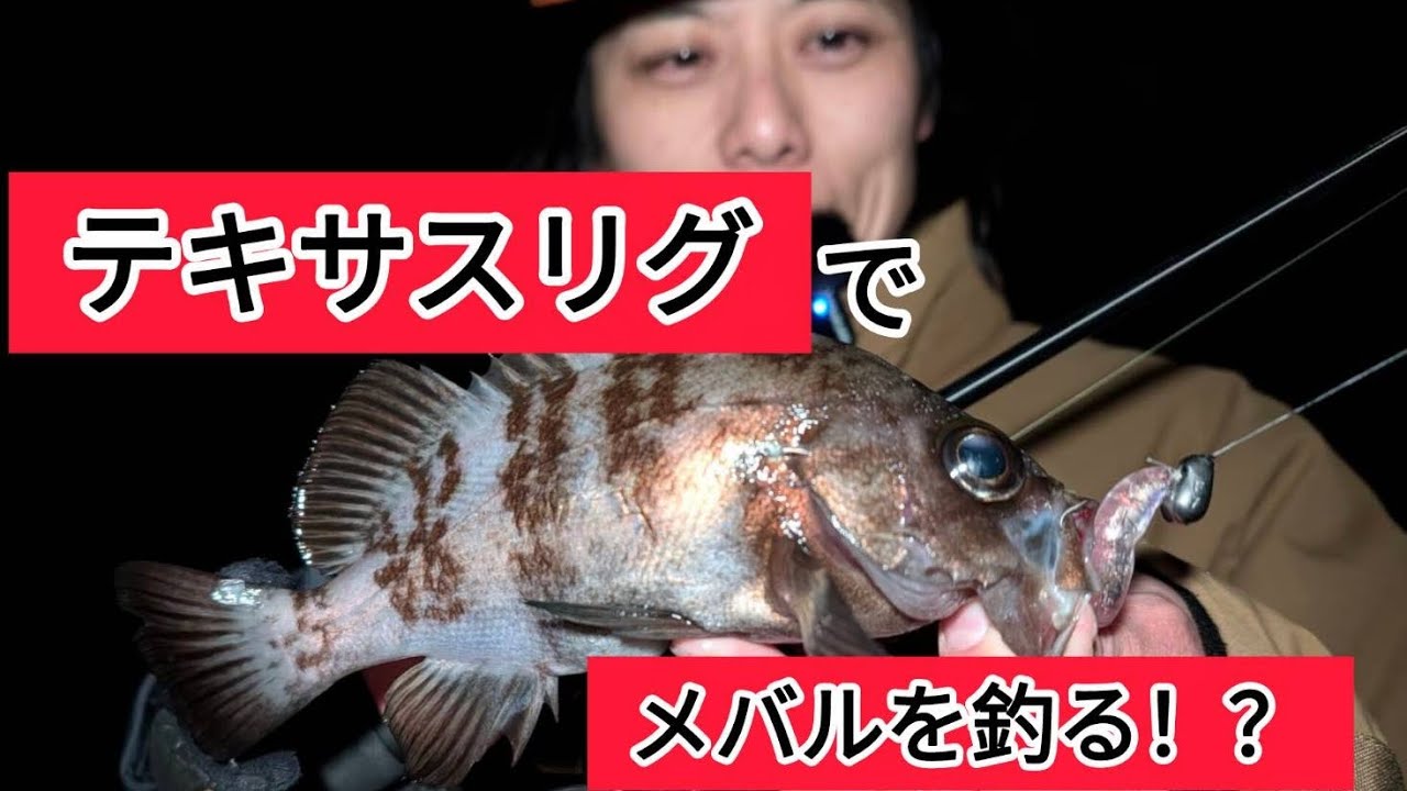 【メバリング】テキサスリグでメバルを釣る！？