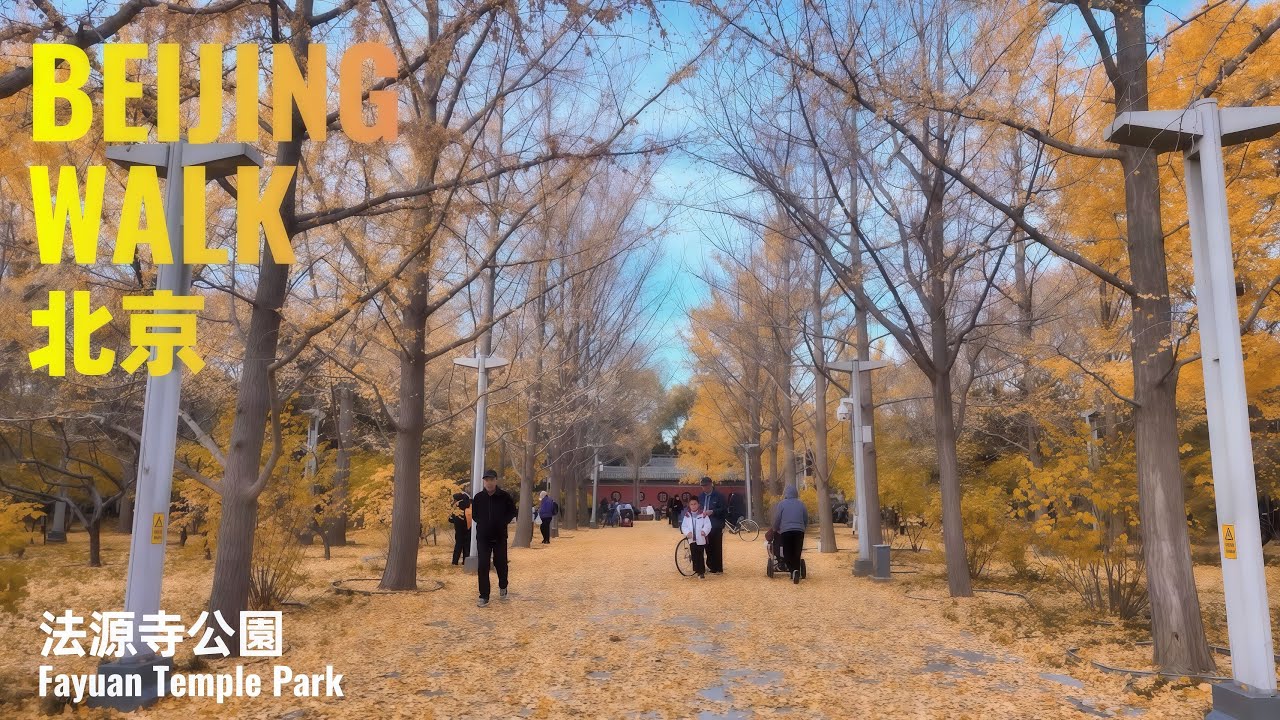 Beijing Walk｜Autumn Ginkgo Walk at Fayuan Temple Park｜北京法源寺（唐憫忠寺故址）秋日公園散步：金色銀杏鋪滿地面｜Urban Walk 4K