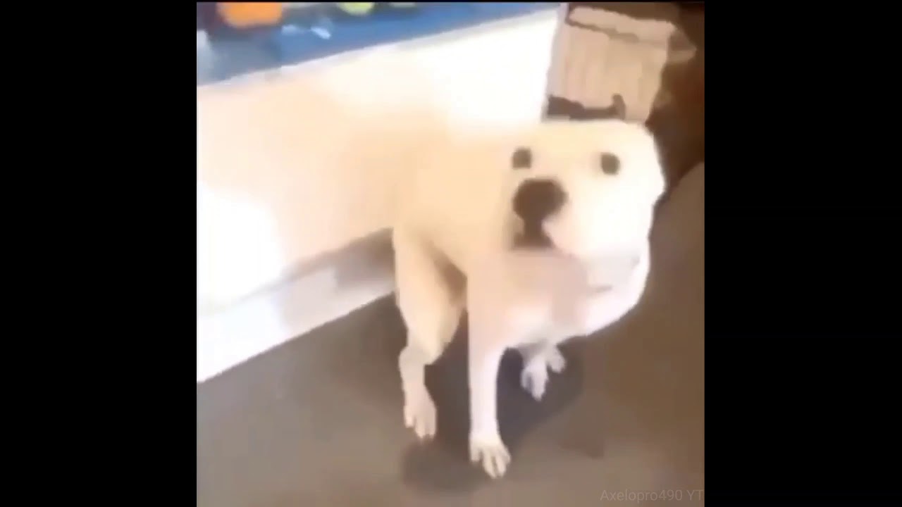 Perro bailando la canci&oacute;n de Donkey Kong Country Video Completo