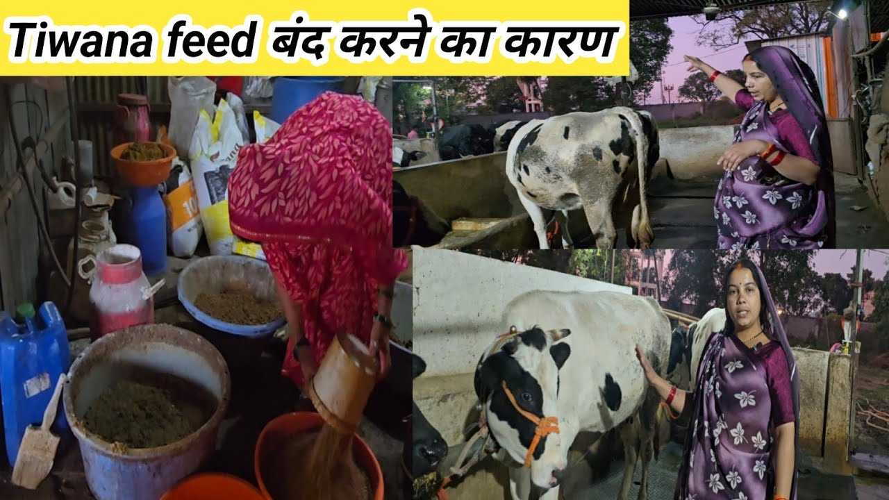 Tiwana Feed डेरी फार्म में बंद करने का सबसे बड़ा कारण ll dairy farm ll ganesh dairy farm ll tiwana ll