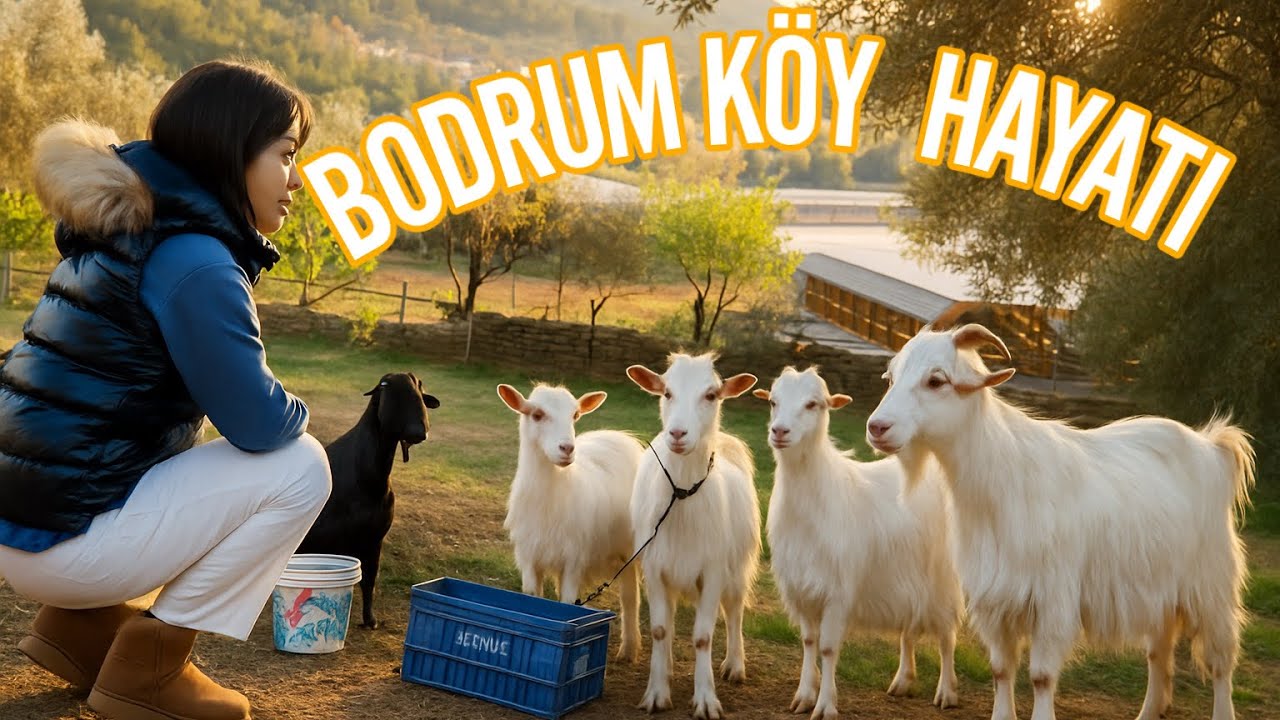 BODRUM KÖY YAŞAMI Vlogu: Keçiler, Doğa ve Köyde Bir Gün 🐐🌾