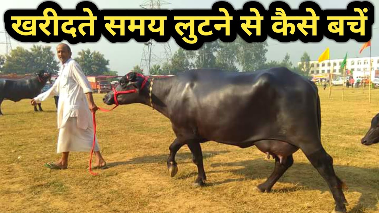 भारी भैस लेते समय धोखाधड़ी से कैसे बचें|How Purchase heavy Milker Buffalo in haryana INDIA