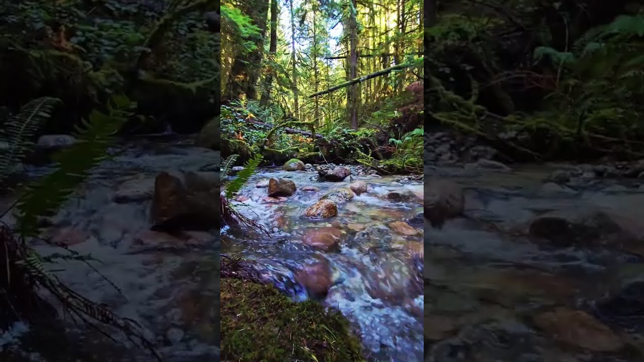 10 Minutes 🦋 Flowing River + Birdsong. Real Nature Sounds #naturelovers #natureasmr 