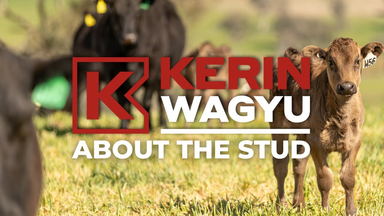 Kerin Wagyu About The Stud