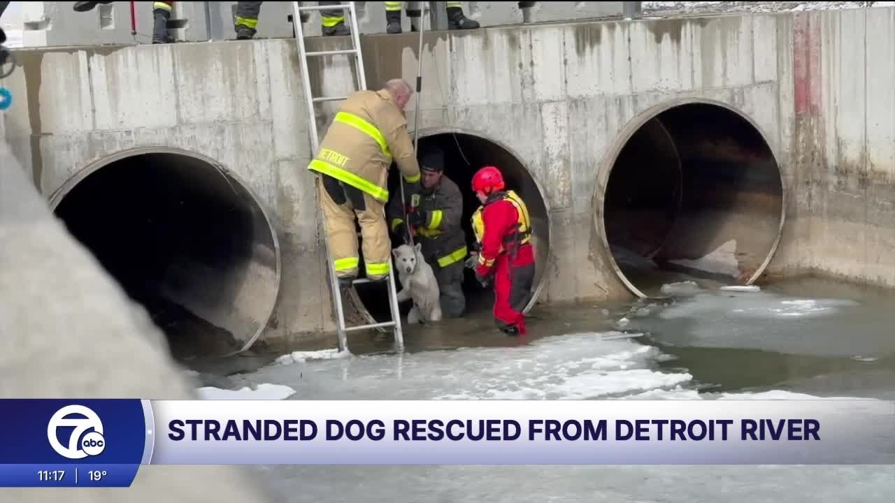 Stranded dog rescued from Detroit River