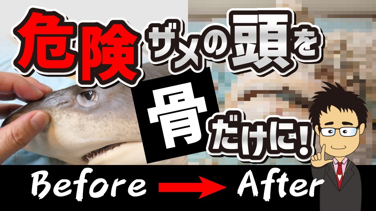 『ダーウィンが来た！』でも紹介された美しくカッコいいサメを骨だけにしてみた結果・・・【ヨゴレ】【骨格標本】