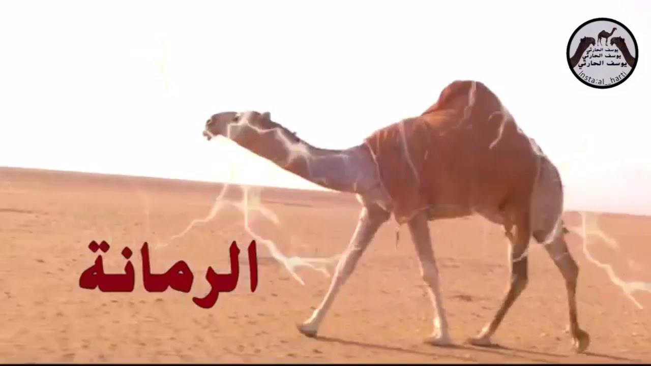 منقية/سيف بن عبدالله الشلوي |كلمات/مفلح بن فنيدان الشلوي |اداء المنشد/شبل الدواسر