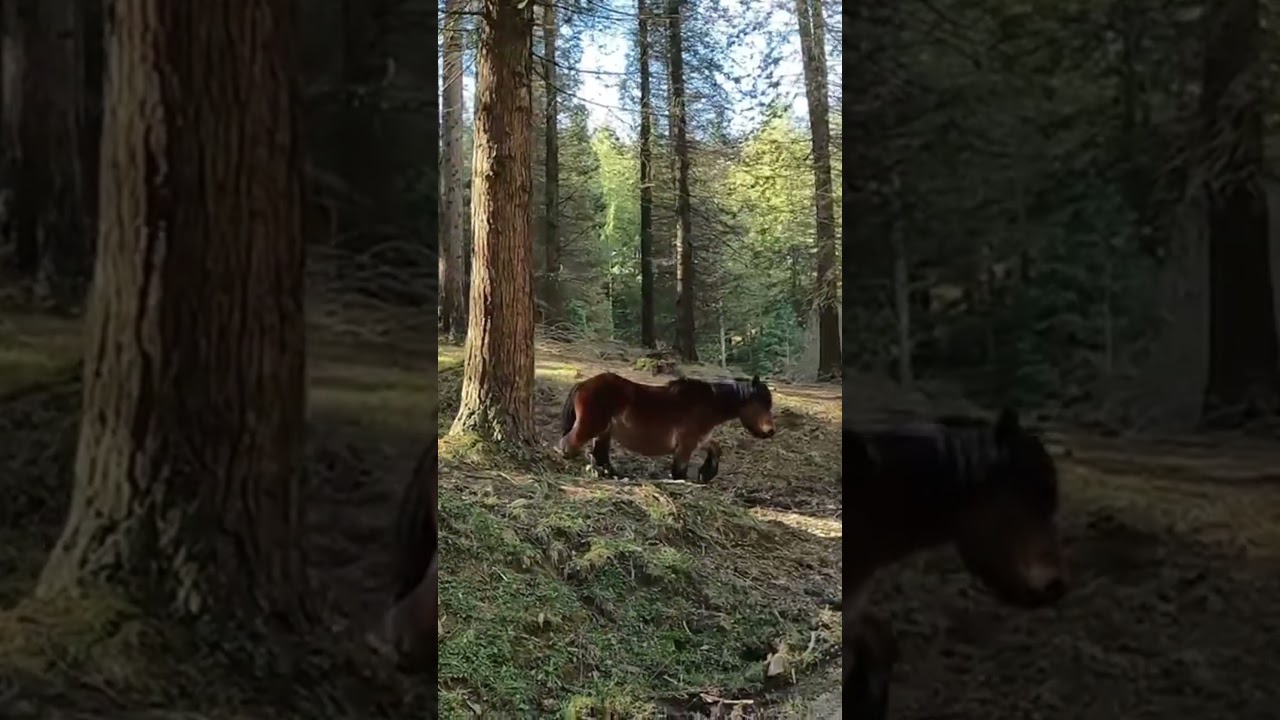 Hayedo de Otzarreta | Parque Natural del Gorbea #gorbea #parquenatural